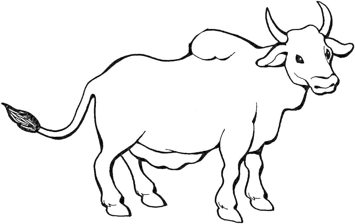На раскраске изображено: Бык, Рога, Хвост, Ферма