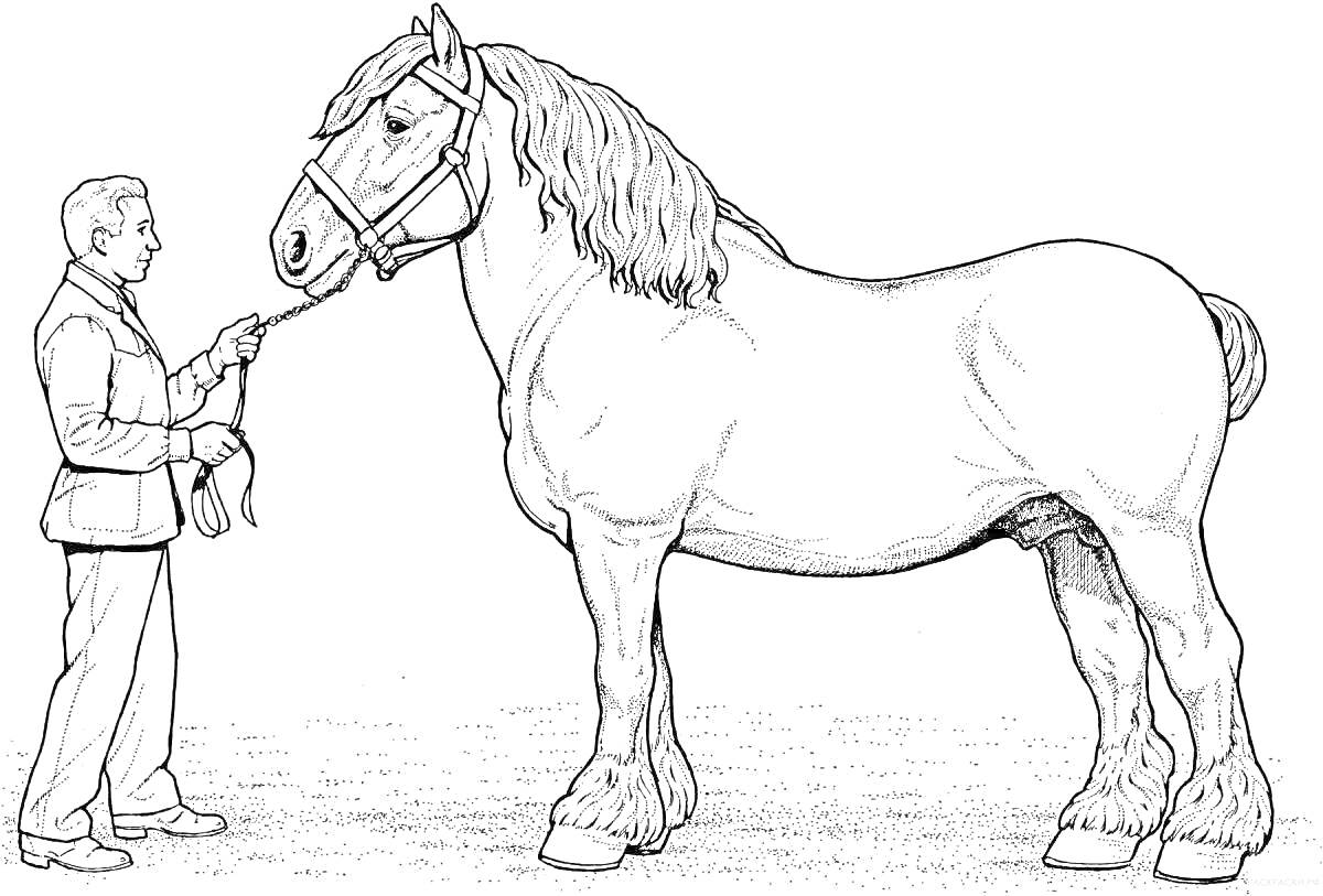 На раскраске изображено: Лошадь, Человек, Поводок, Животные, Конь, Грива