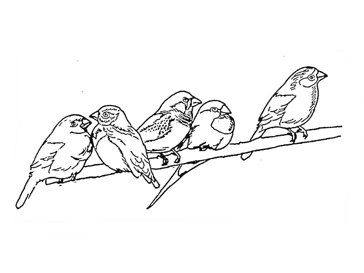 На раскраске изображено: Воробей, Ветка, Природа, Пернатые, Птица