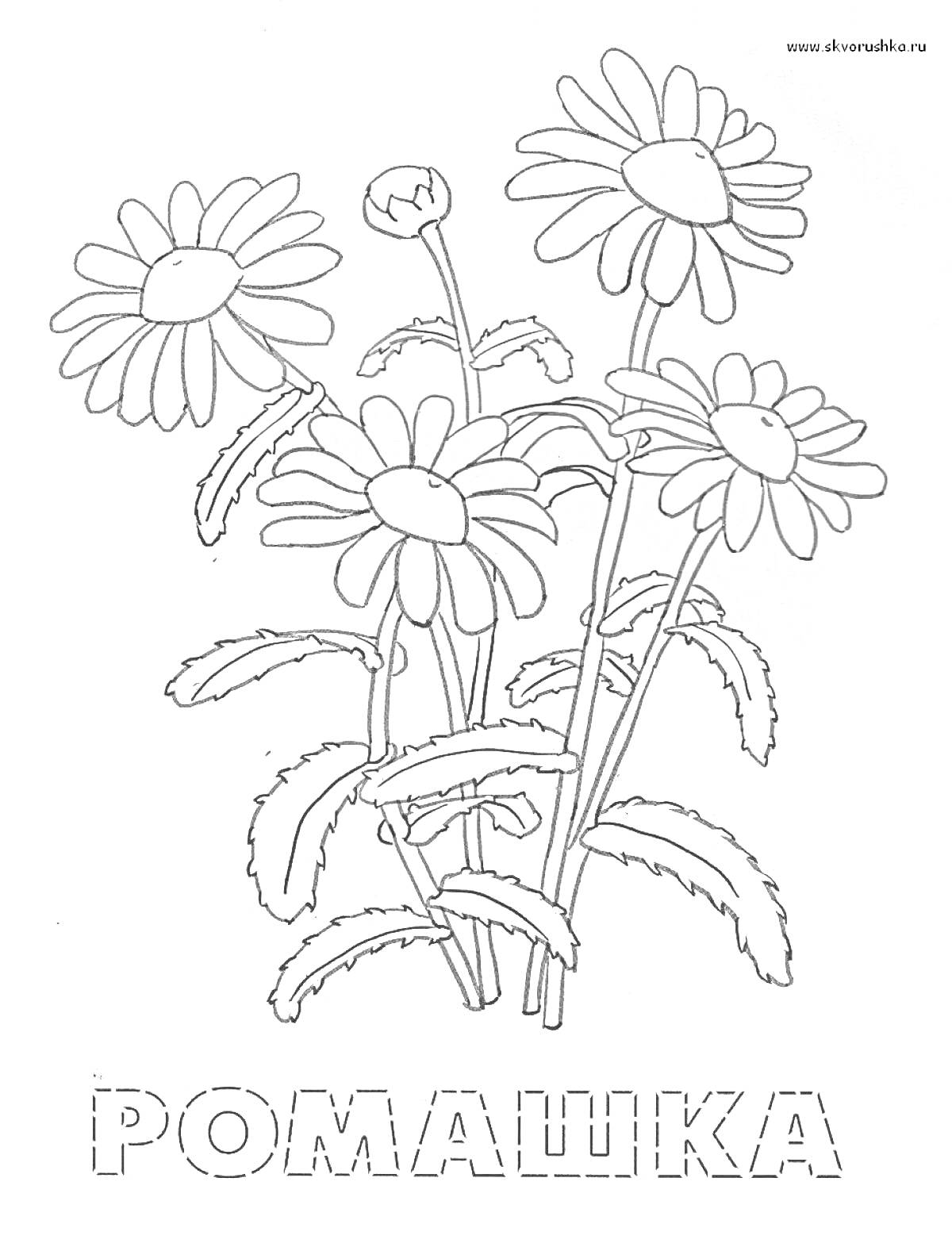 На раскраске изображено: Ромашка, Лекарственные растения, Цветы, Для дошкольников, Ботаника, Растения