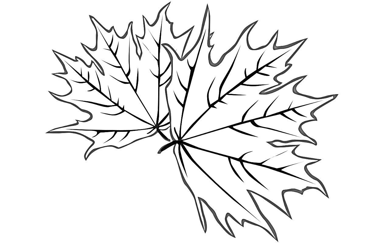 Раскраска Кленовый лист на ветке