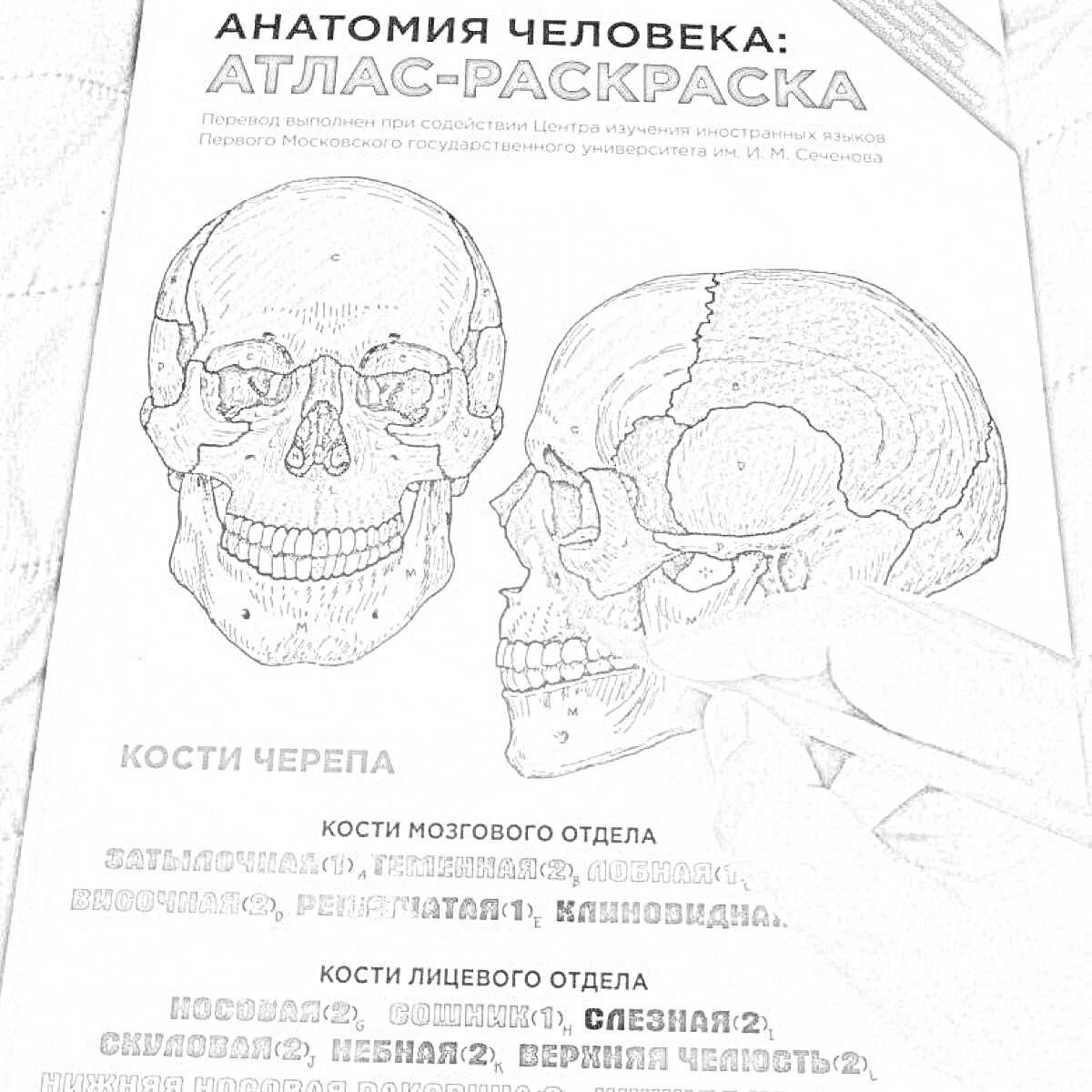 Раскраска Череп человека с обозначением костей мозгового и лицевого отдела