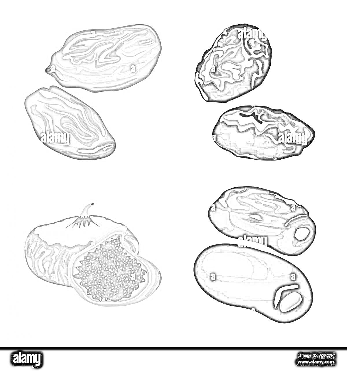 Раскраска Нарисованные ягоды изюма в целом и разрезанном виде