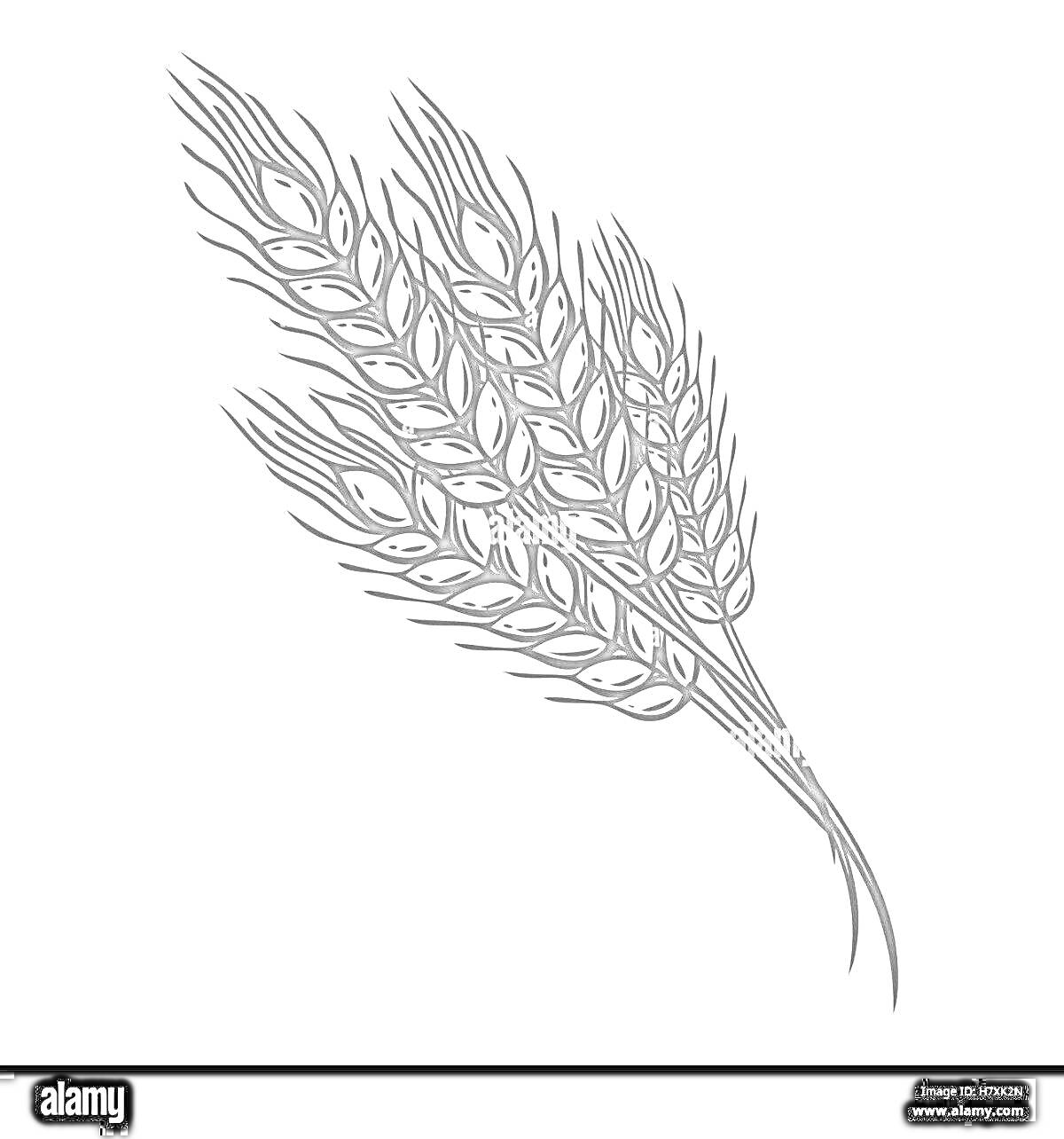 На раскраске изображено: Пшеница, Сельское хозяйство, Природа