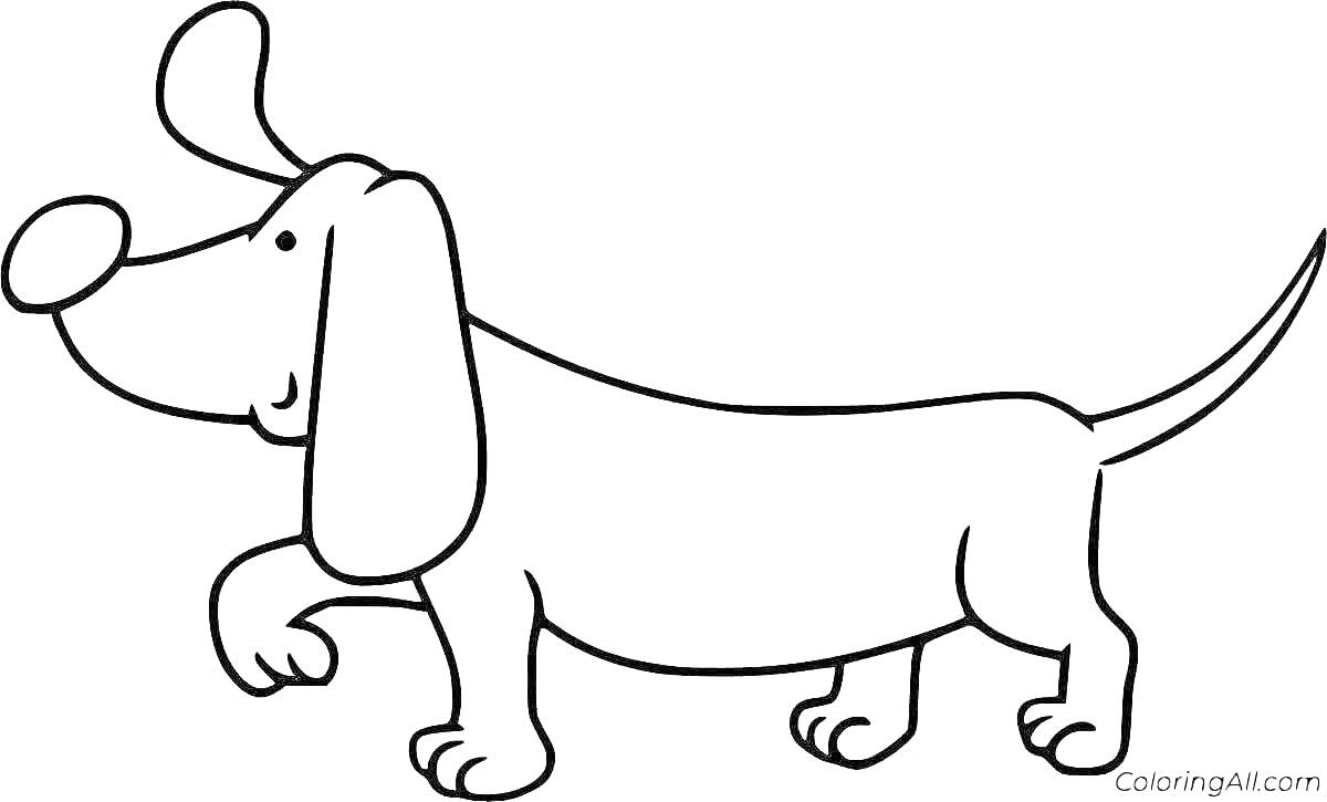 На раскраске изображено: Такса, Собака, Длинные уши, Уши
