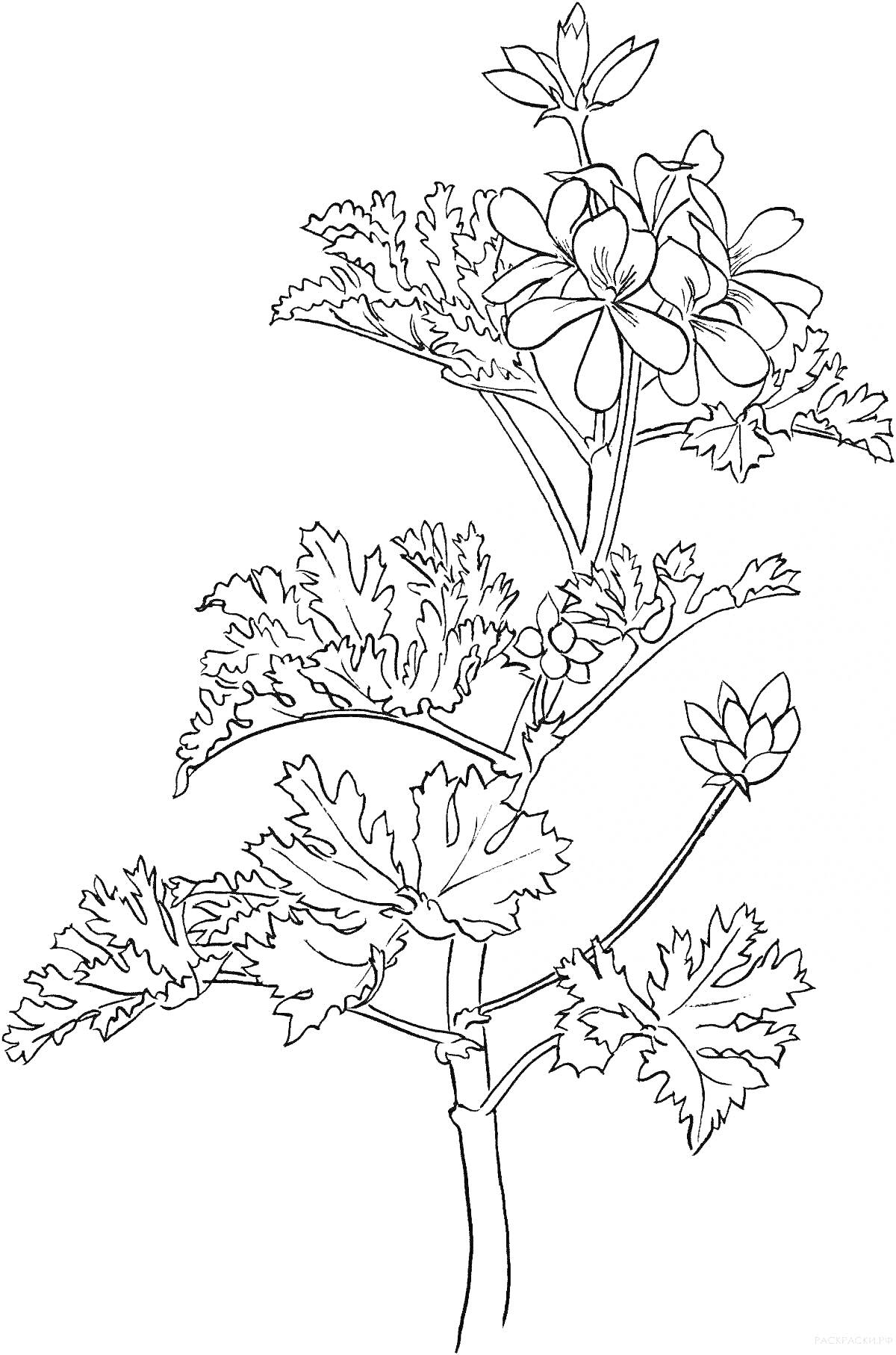На раскраске изображено: Герань, Цветы, Листья, Ботаника, Флора, Природа, Контурные рисунки