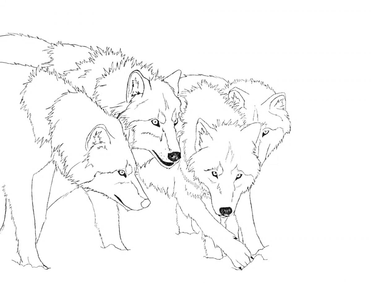 На раскраске изображено: Волк, Природа, Дикие животные, Животные, Лес, Охота