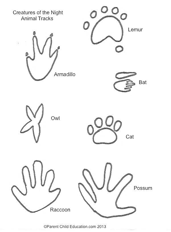 На раскраске изображено: Следы животных, Броненосец, Лемур, Летучая мышь, Сова, Енот, Опоссум, Обучение