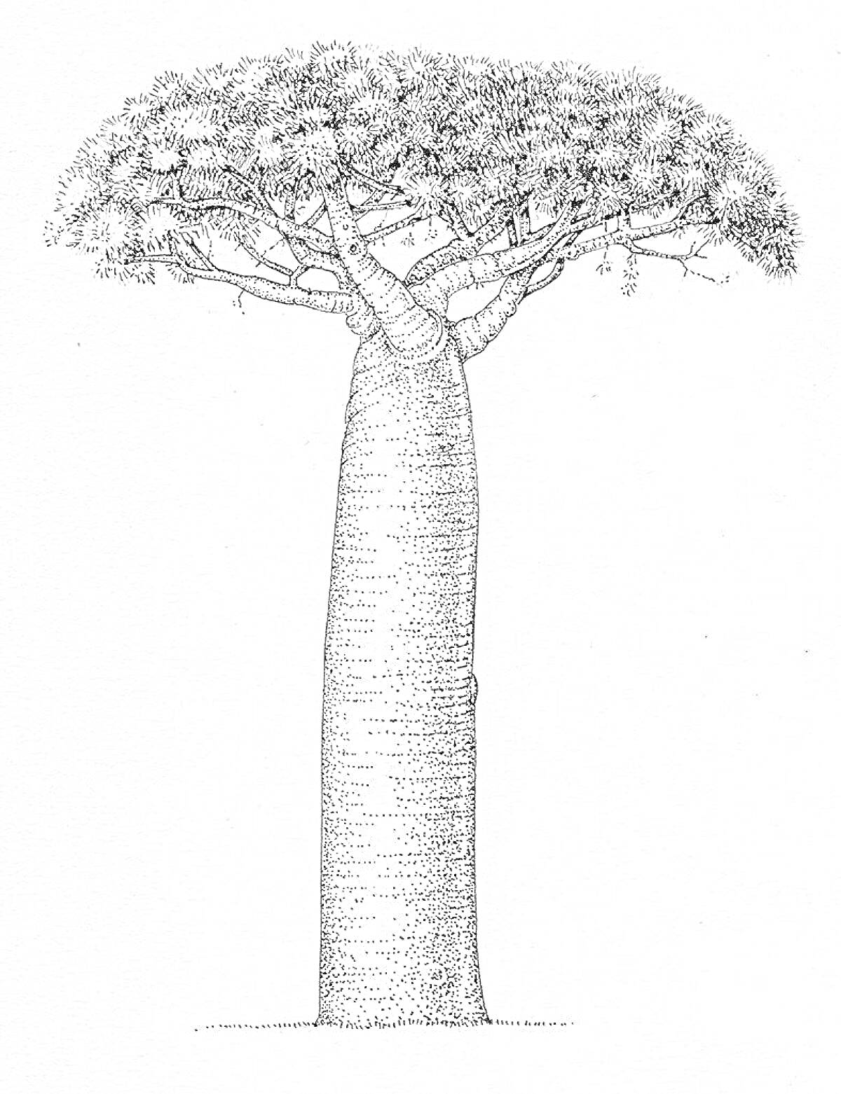 Раскраска Баобаб с густой листвой