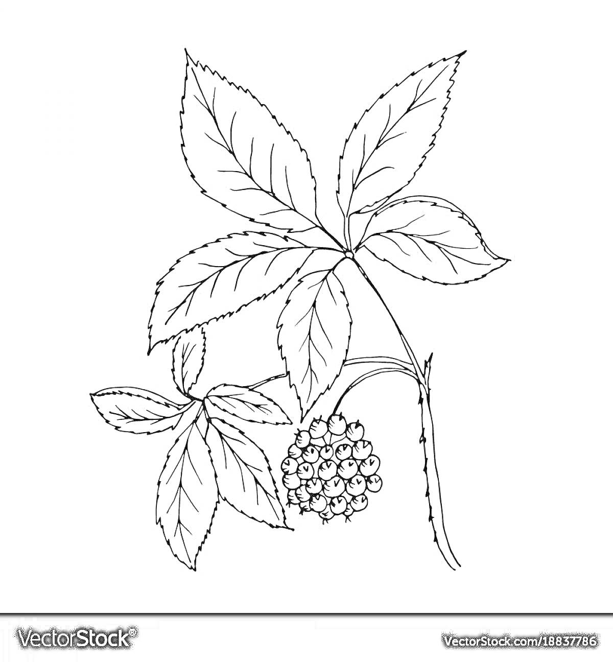 Раскраска Женьшень с листьями и ягодами