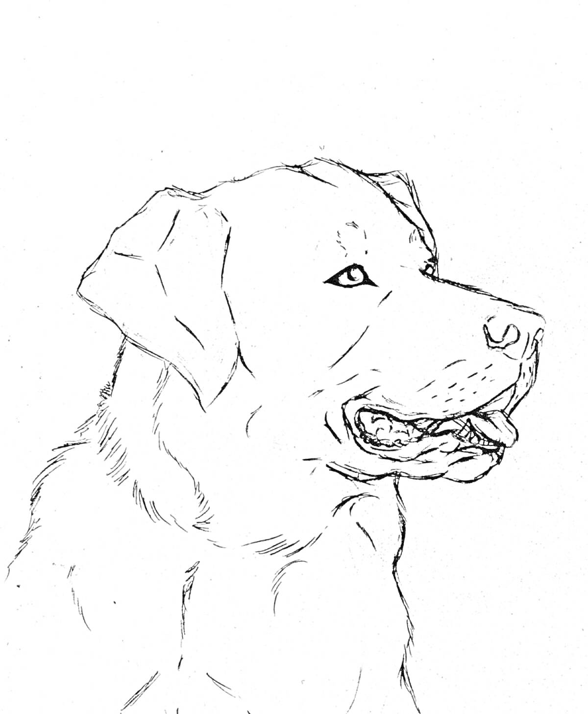 На раскраске изображено: Собака, Животные, Домашние питомцы, Контурные рисунки
