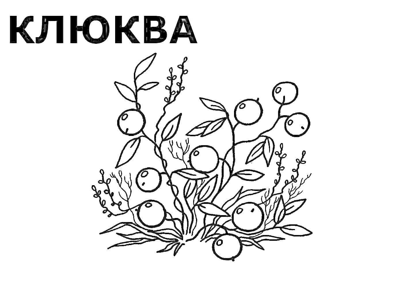На раскраске изображено: Клюква, Ягоды, Листья, Для дошкольников, Лекарственные растения
