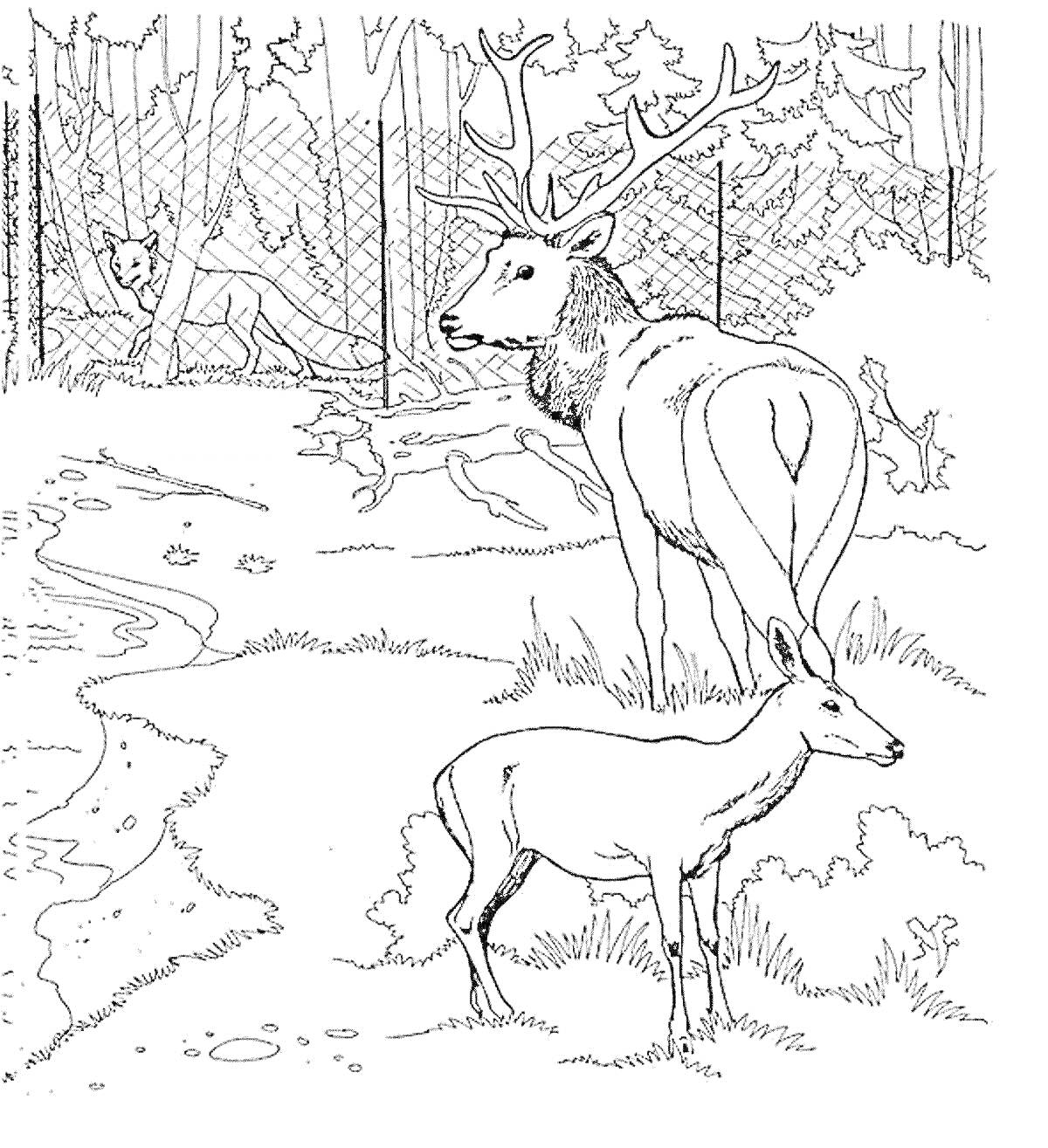 На раскраске изображено: Лес, Олень, Река, Медведь, Забор, Деревья, Природа, Животные