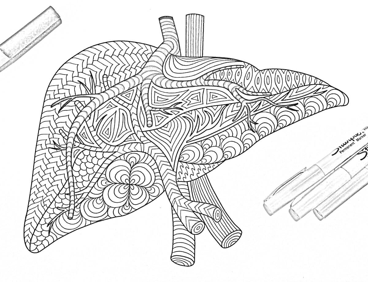 Раскраска анатомическая раскраска сердца с зенарт узорами и маркерами