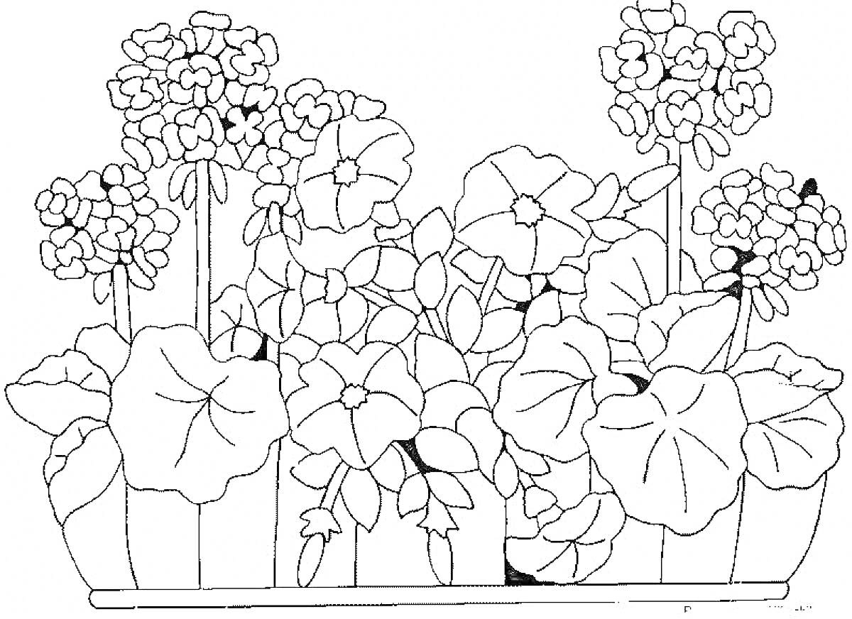 Раскраска Герань в горшке с листьями и цветами
