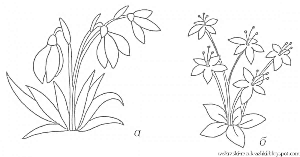 Раскраска Подснежники и цветы с семью лепестками