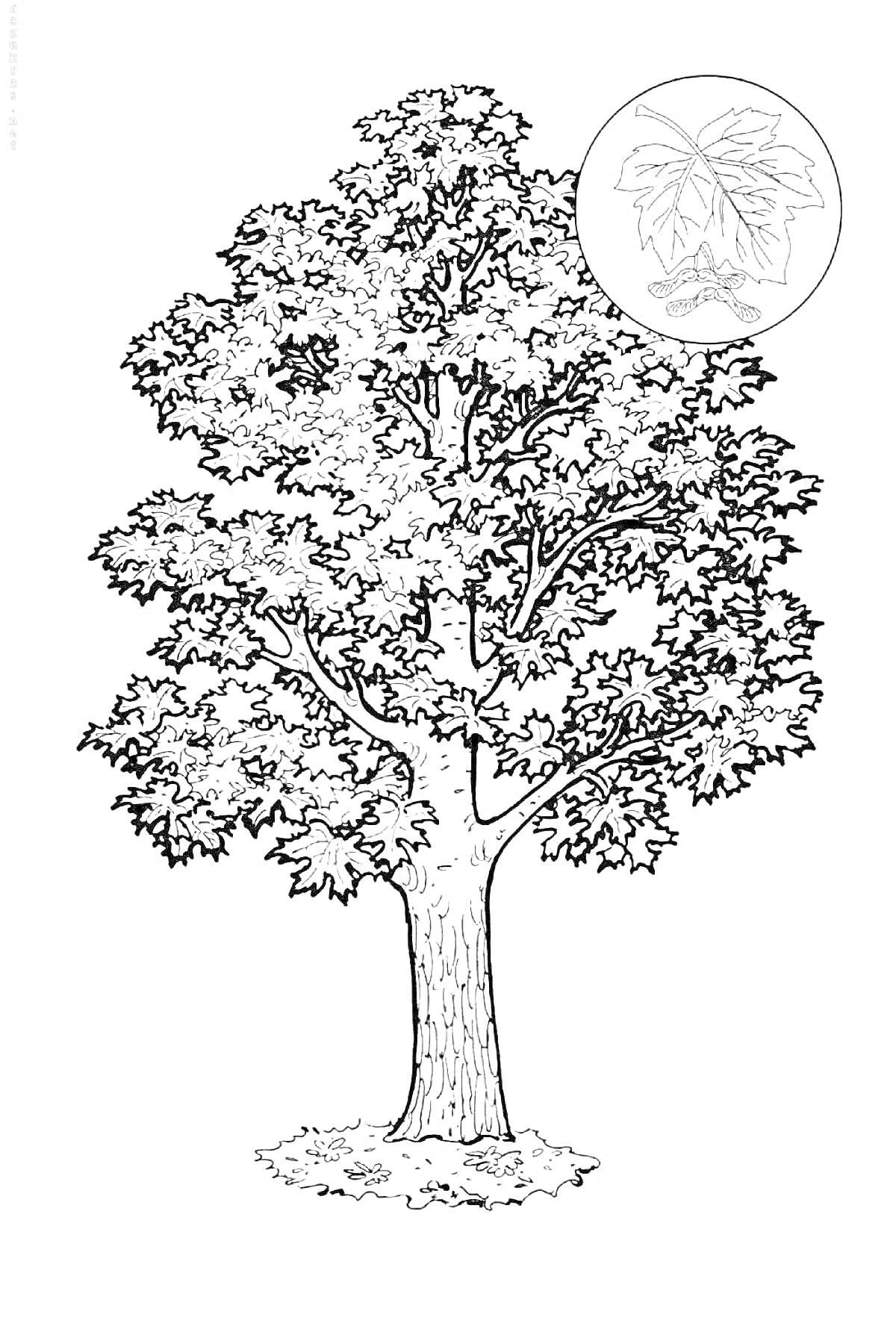 Раскраска Кленовое дерево с листом и плодом в круге