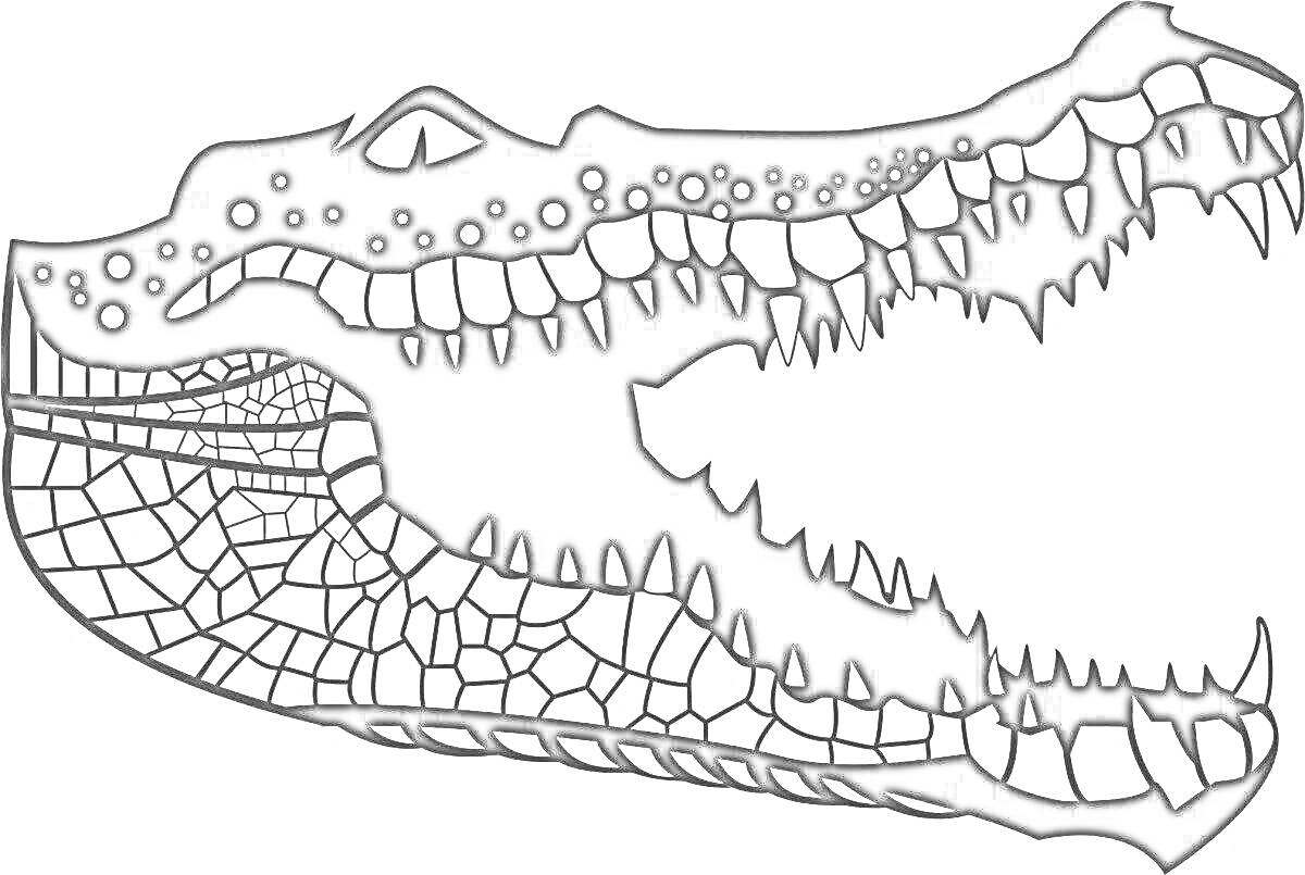 Раскраска с открытой пастью крокодила, показанными зубами и текстурой кожи