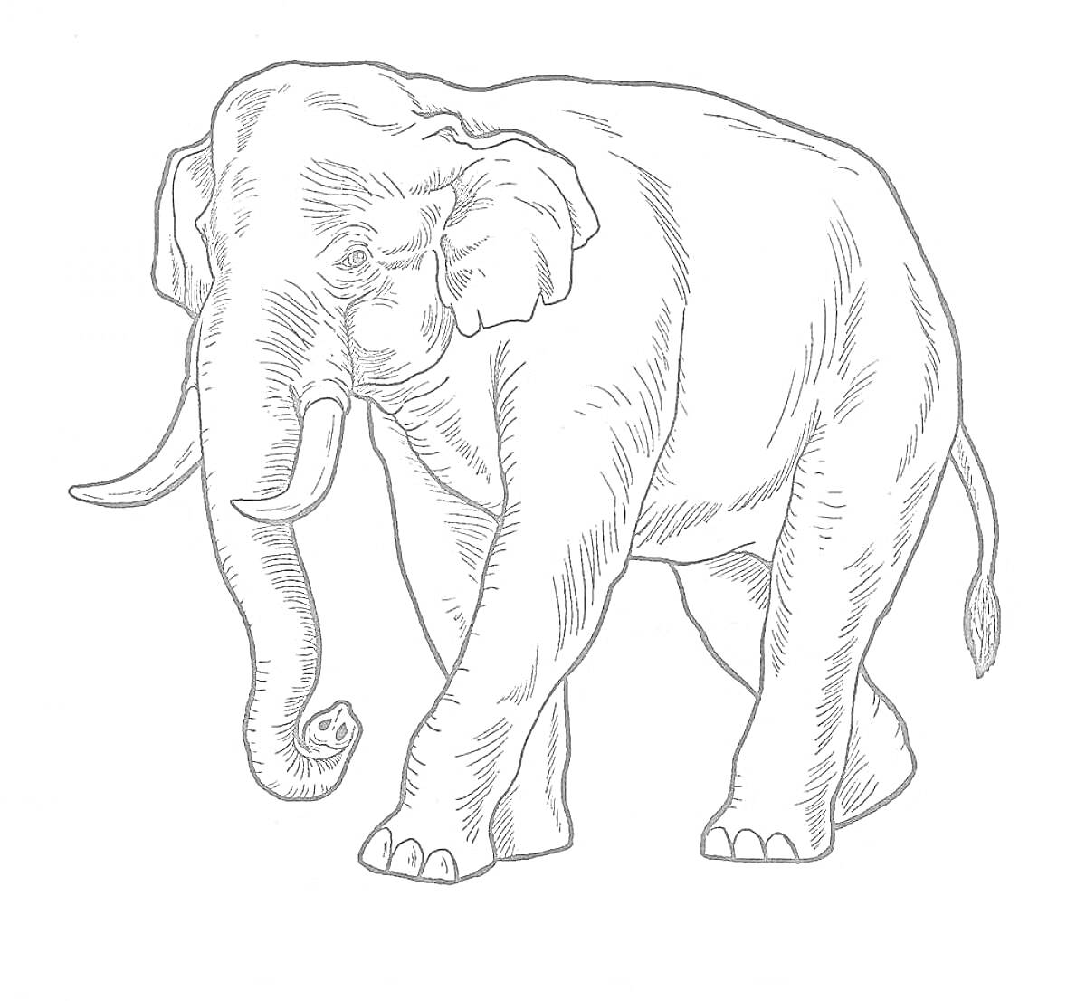 На раскраске изображено: Слон, Линии