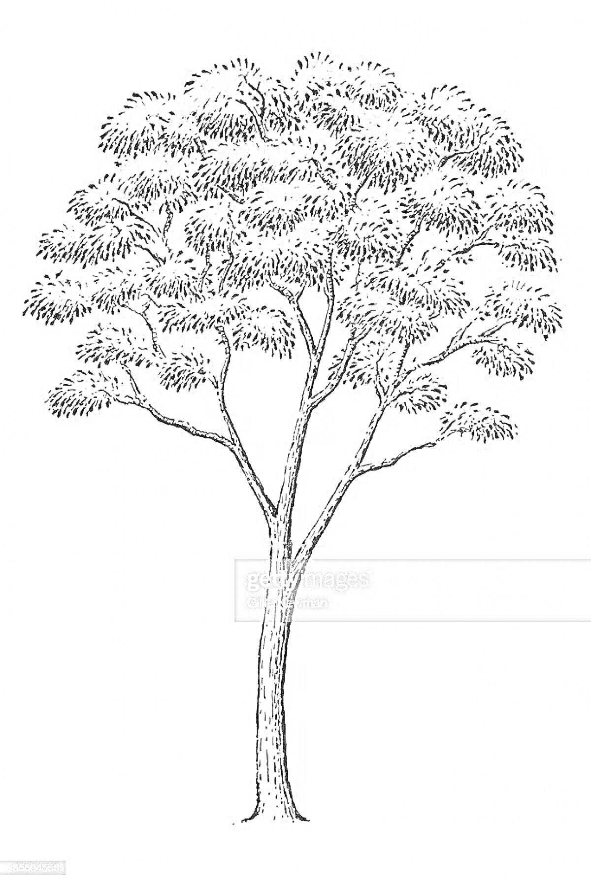 Раскраска Эвкалиптовое дерево с листьями