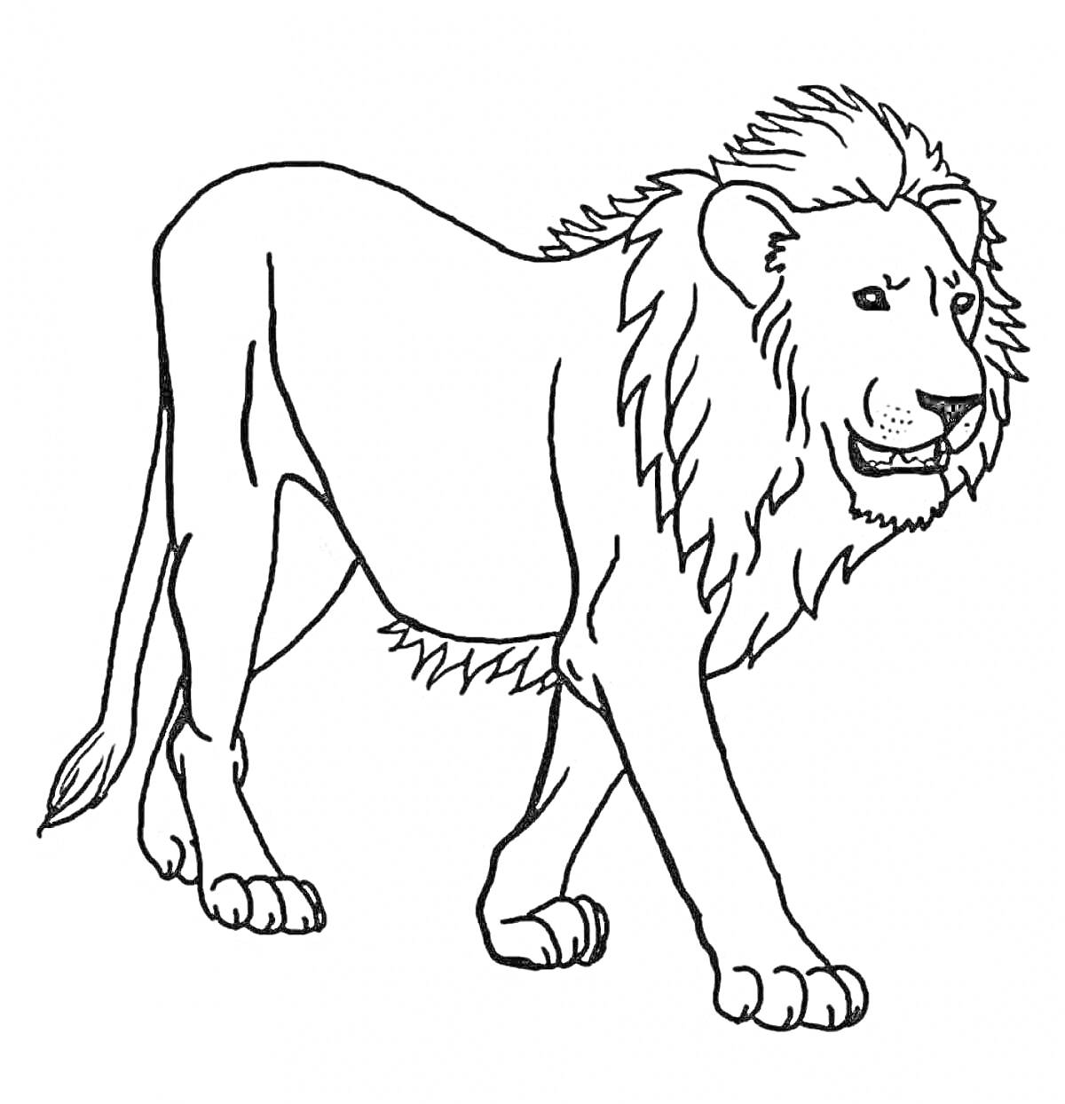 На раскраске изображено: Лев, Животные, Млекопитающее, Природа, Африка, Грива, Для детей, Контурные рисунки, Хищники
