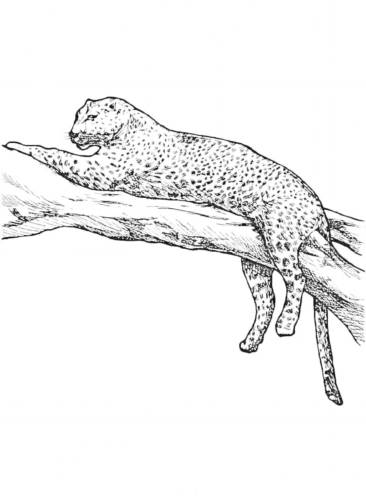 Раскраска Леопард, лежащий на ветке дерева
