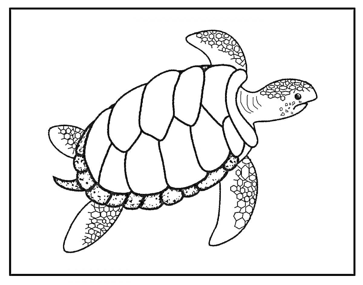 На раскраске изображено: Черепаха, Морская черепаха, Морские животные, Фауна, Морская жизнь