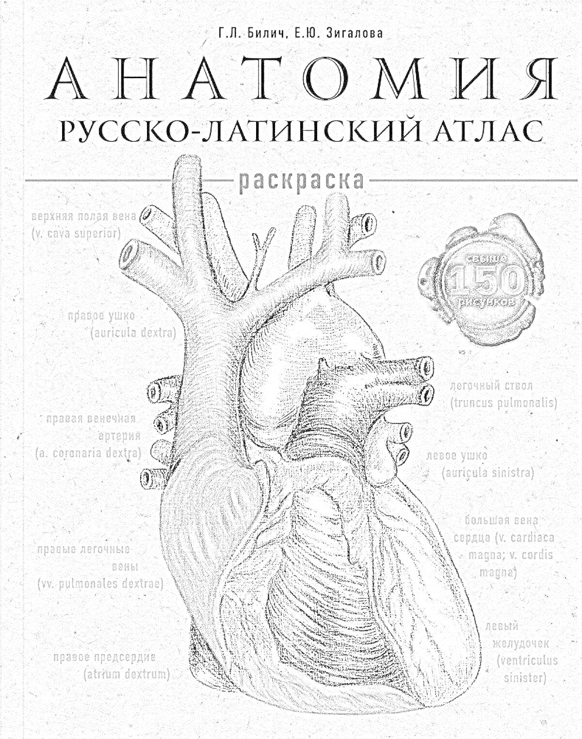 На раскраске изображено: Анатомия, Атлас, Сосуды, Вены, Артерии