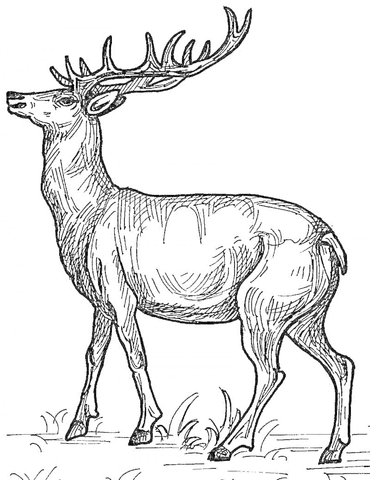 На раскраске изображено: Олень, Рога, Животные, Природа, Трава, Контурные рисунки