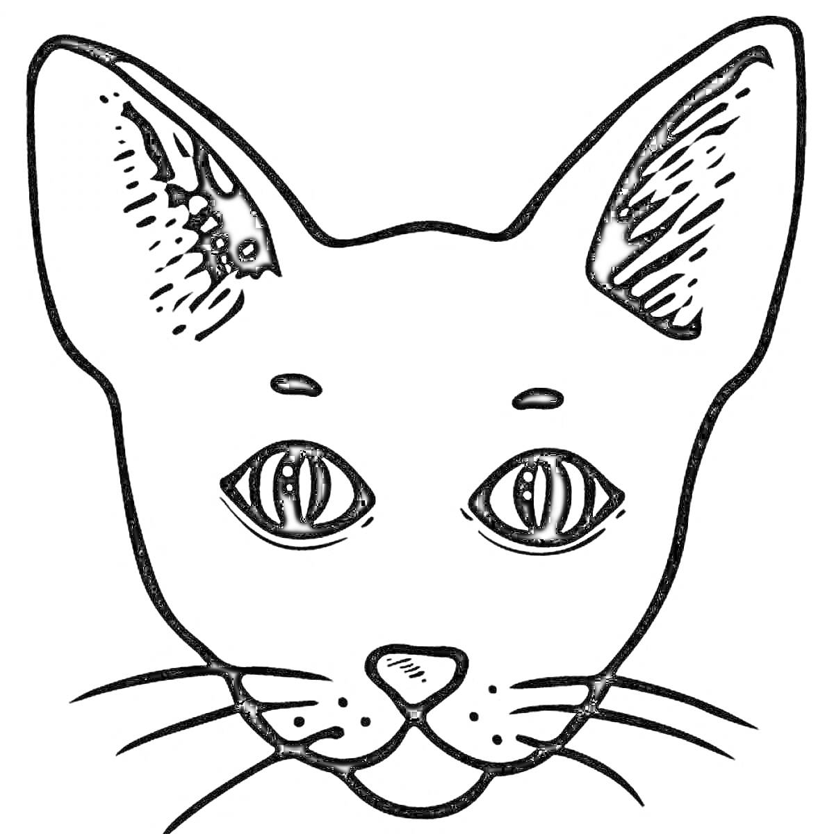 Раскраска морда кота с большими ушами, длинные усы, большие глаза, нос