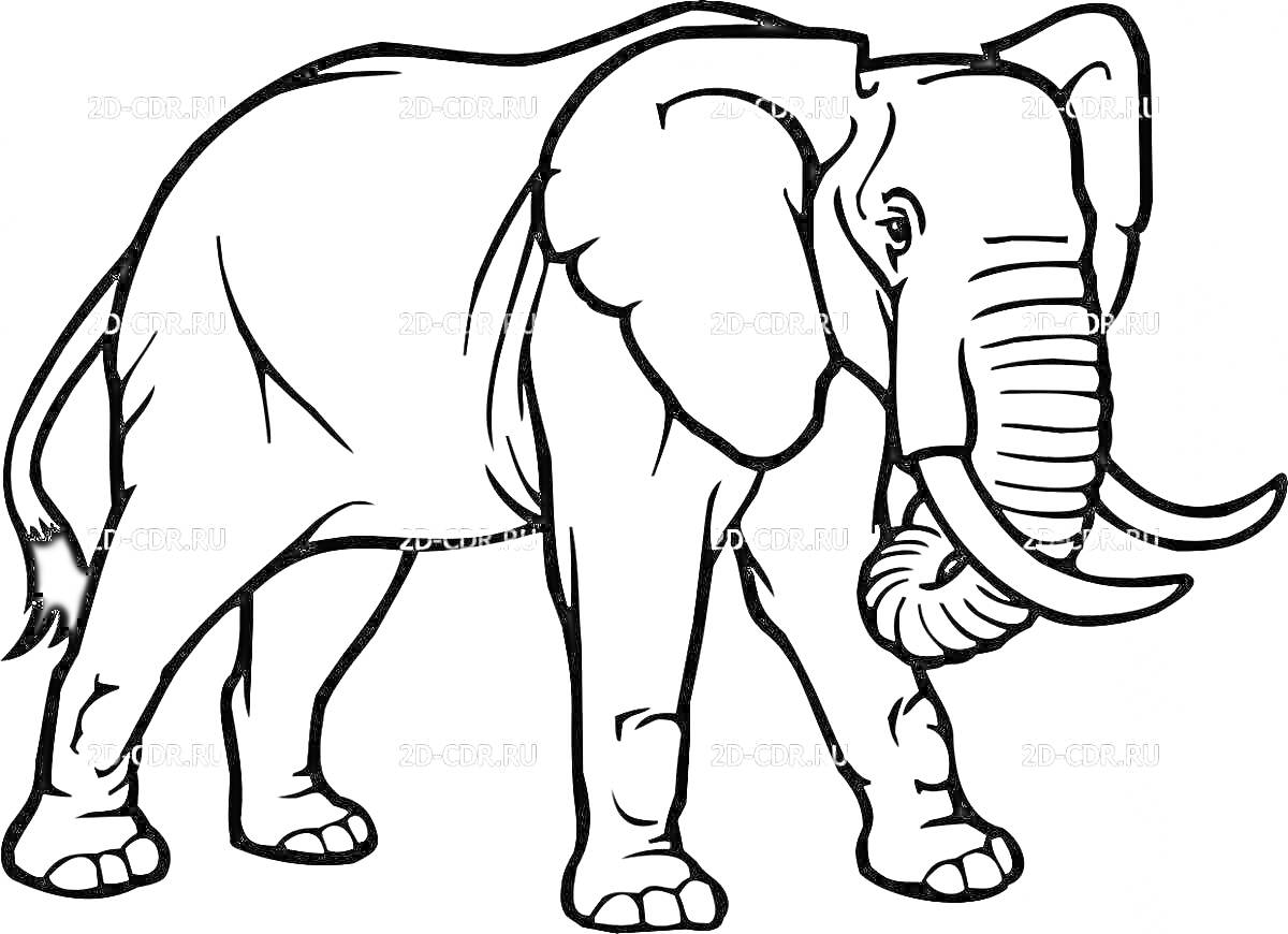 На раскраске изображено: Слон, Зоопарк, Саванна, Африканский слон, Млекопитающее