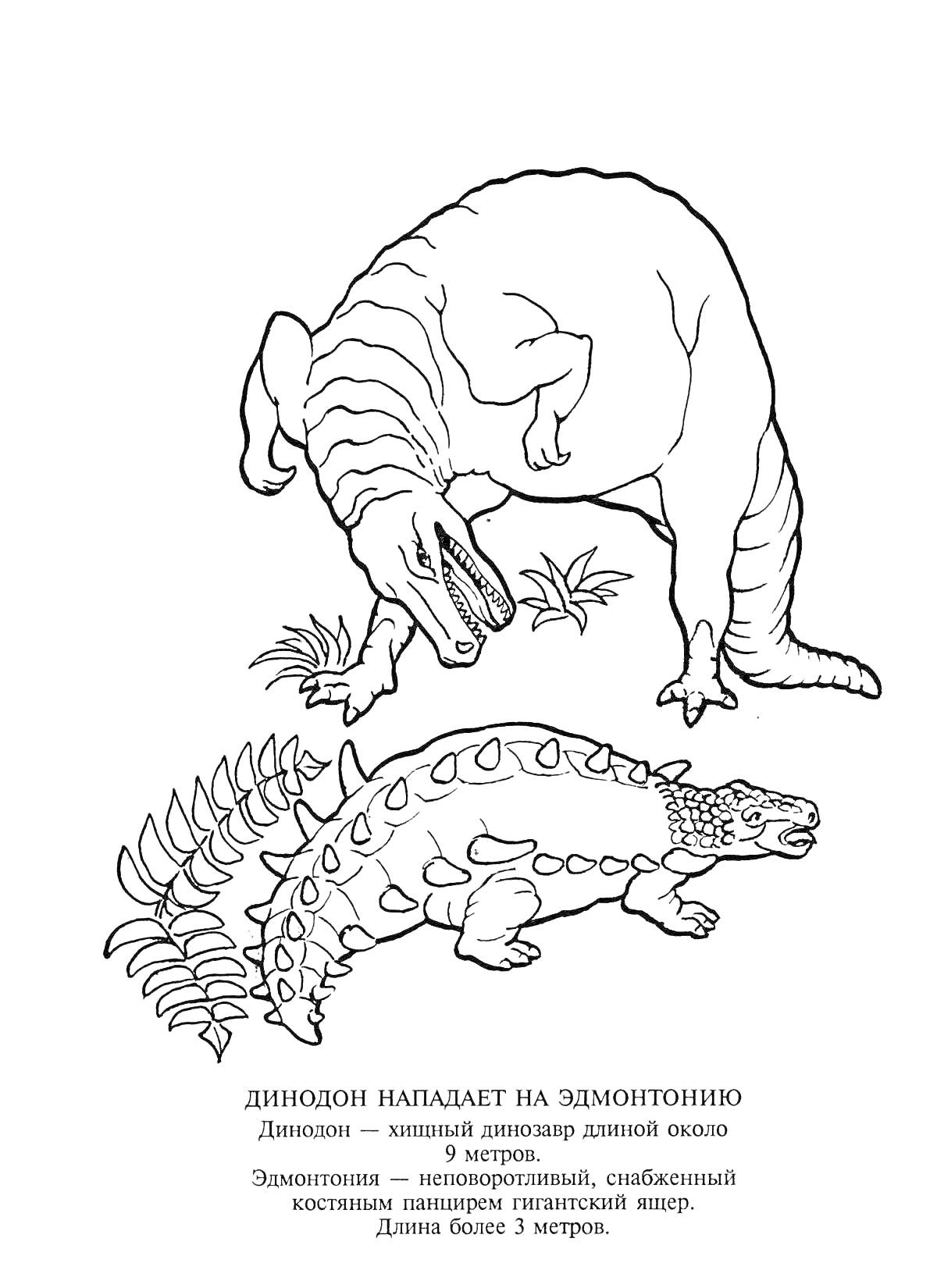 Раскраска Динодон нападает на эдмонтоню. На изображении представлено два динозавра: крупный динодон длиной около 9 метров и меньший эдмонтонюс длиной более 3 метров, покрытый костными пластинами.