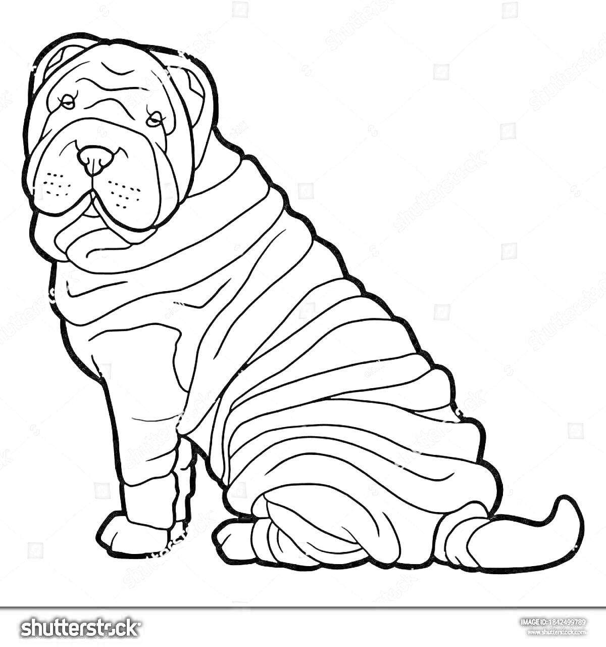 Раскраска раскраска собаки породы шарпей, сидящей в профиль