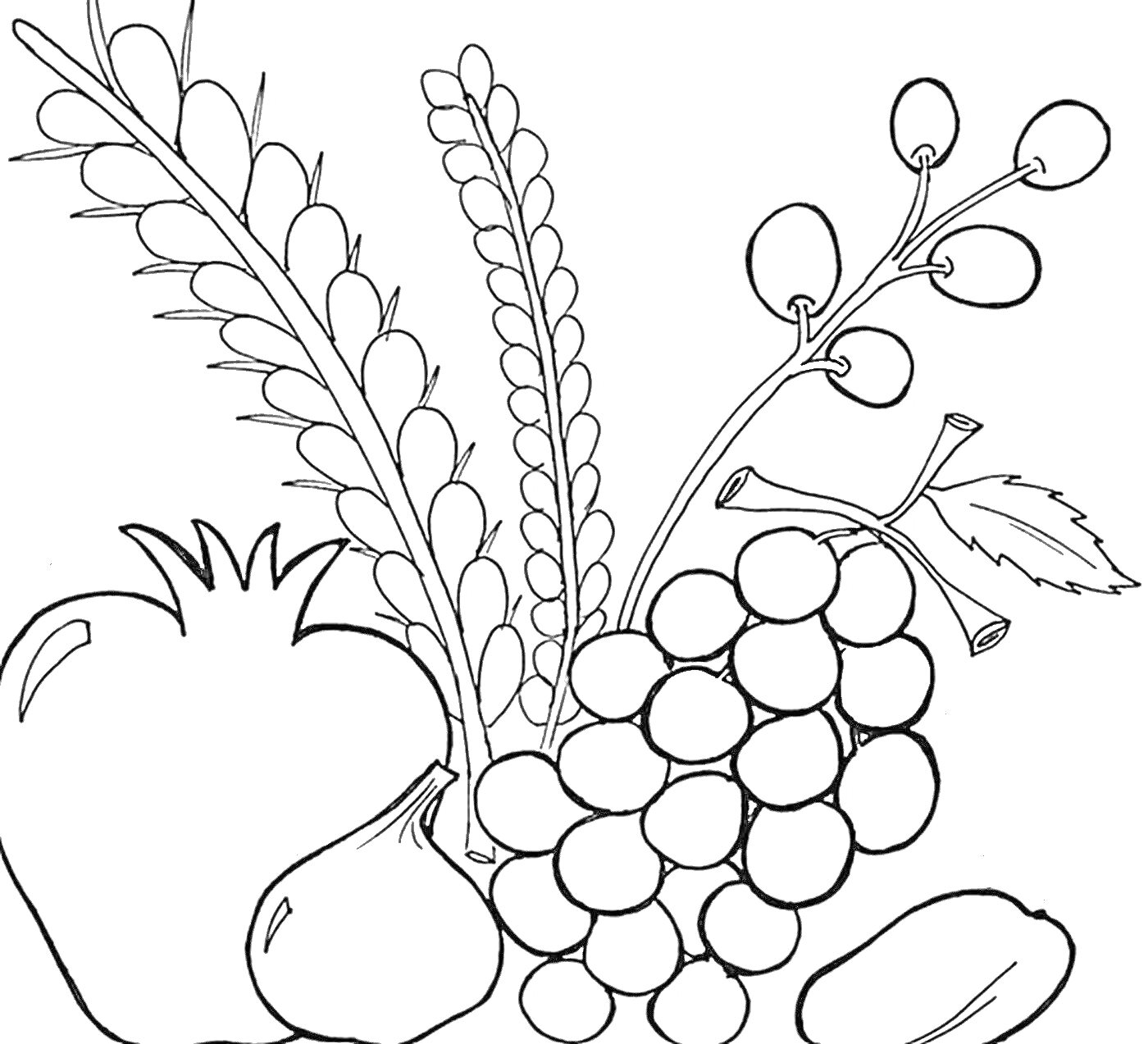 Раскраска Фрукты и злаки для Ту би Шват: гранат, инжир, виноград, финики, пшеница, ячмень