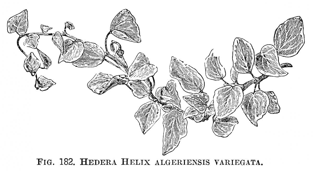 Плющ обыкновенный (Hedera helix algeriensis variegata)