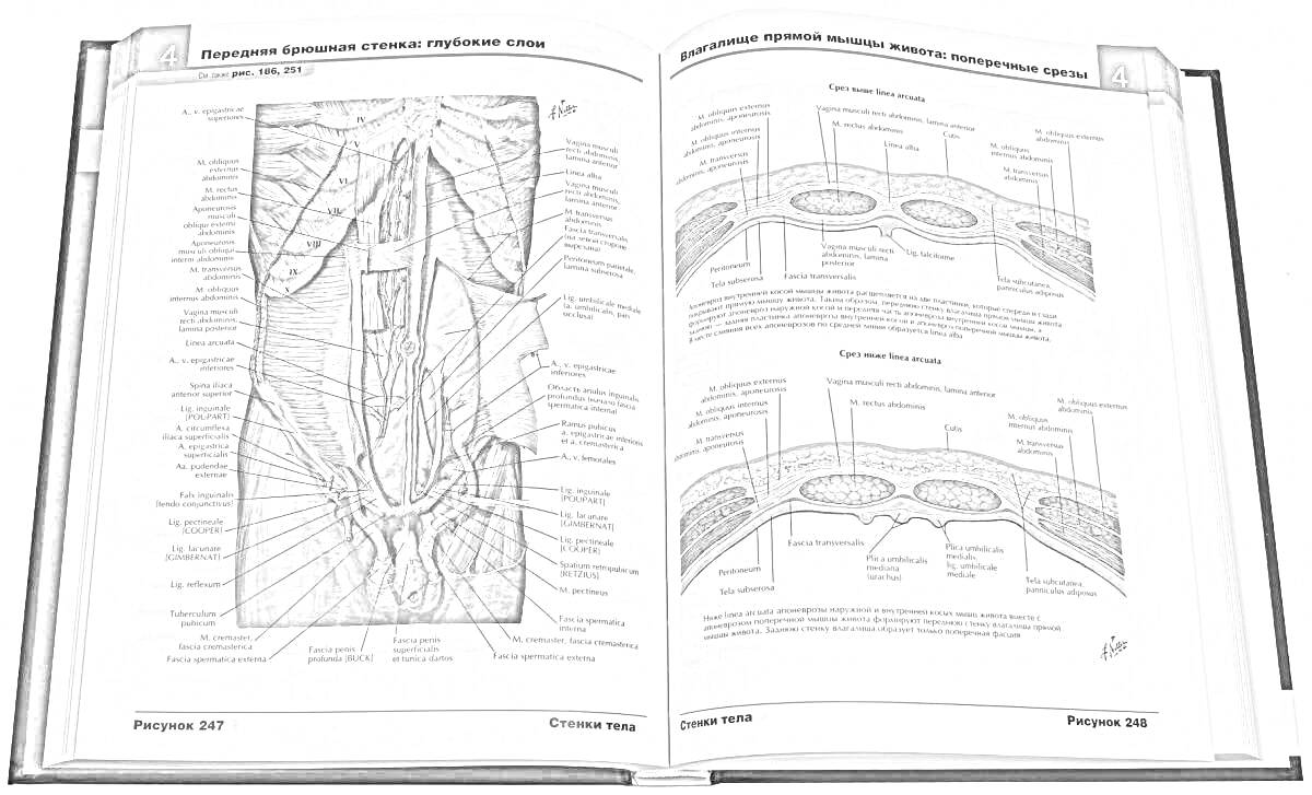 Раскраска Изображение поясничной области позвоночника и схема гистологии межпозвоночного диска