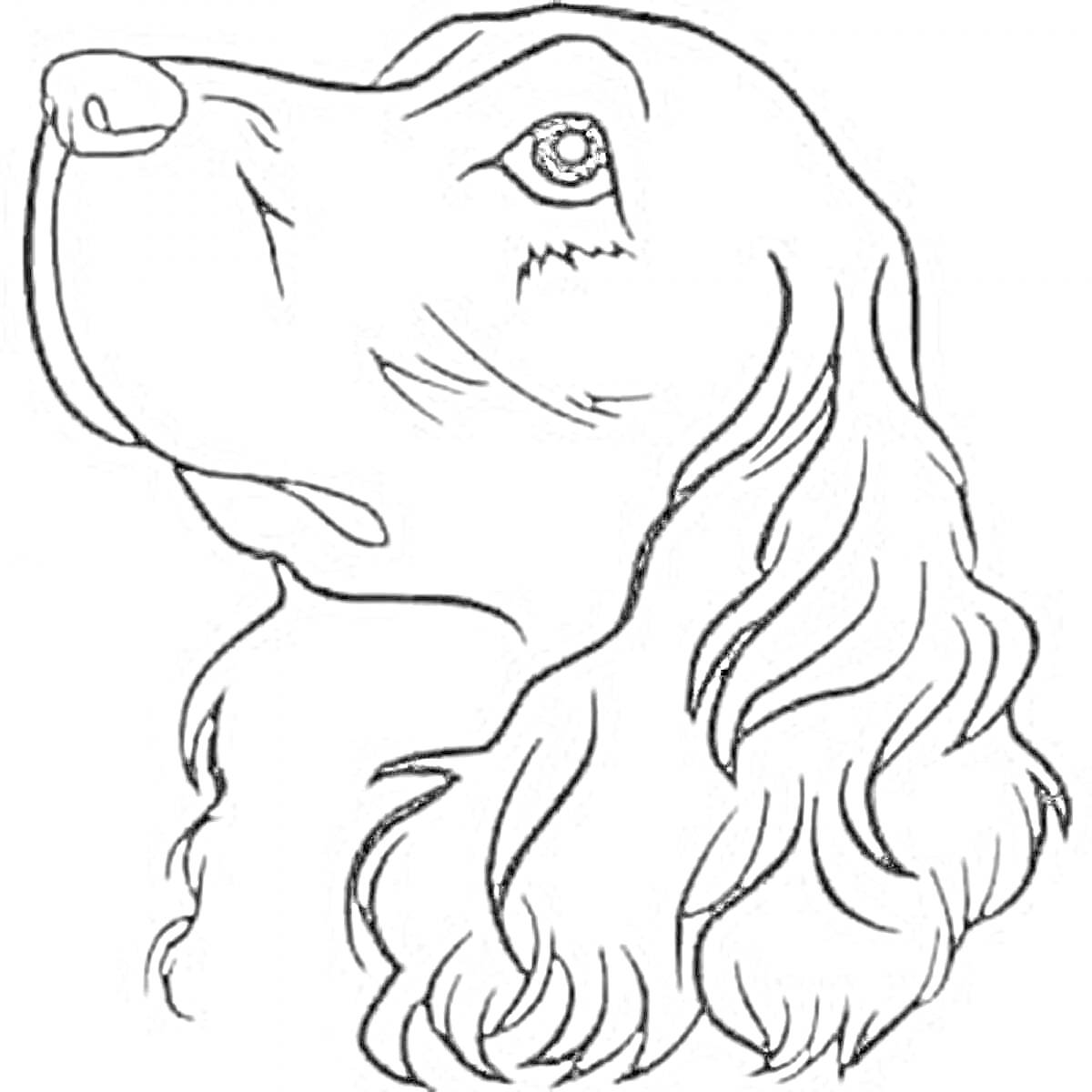 На раскраске изображено: Собака, Голова, Профиль, Уши, Длинные уши, Животные