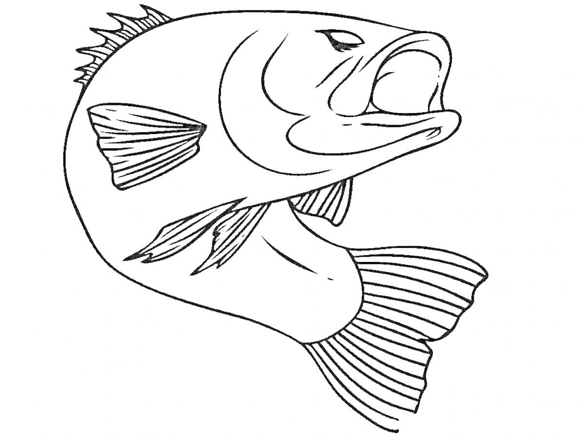 Раскраска рыба с плавниками и чешуей, одна большая рыба с открытым ртом