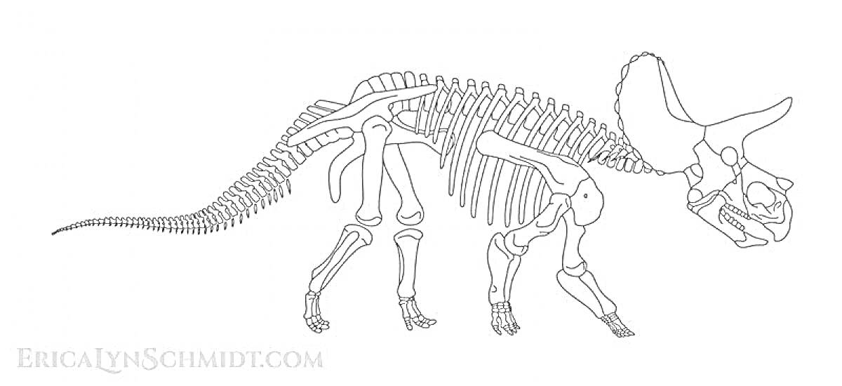 Раскраска Скелет трицератопса, изображение всех костей, включая череп с рогами, позвоночник, ребра, конечности и хвост