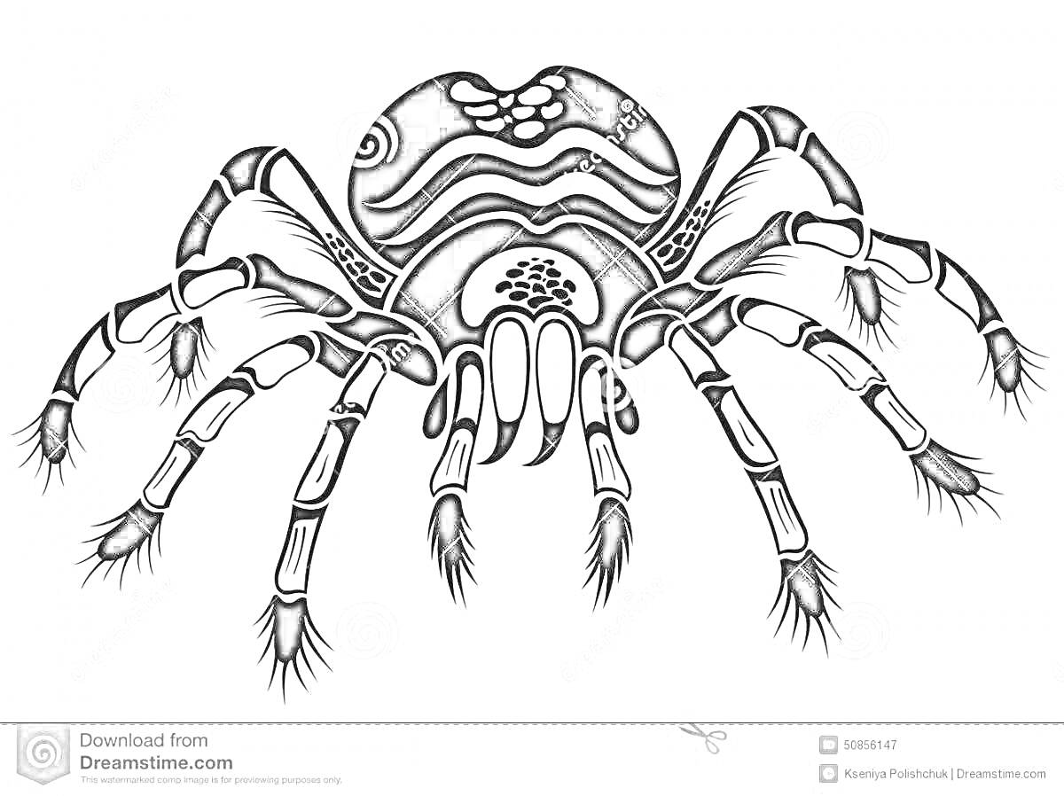Раскраска Раскраска паука-птицееда с декоративными элементами