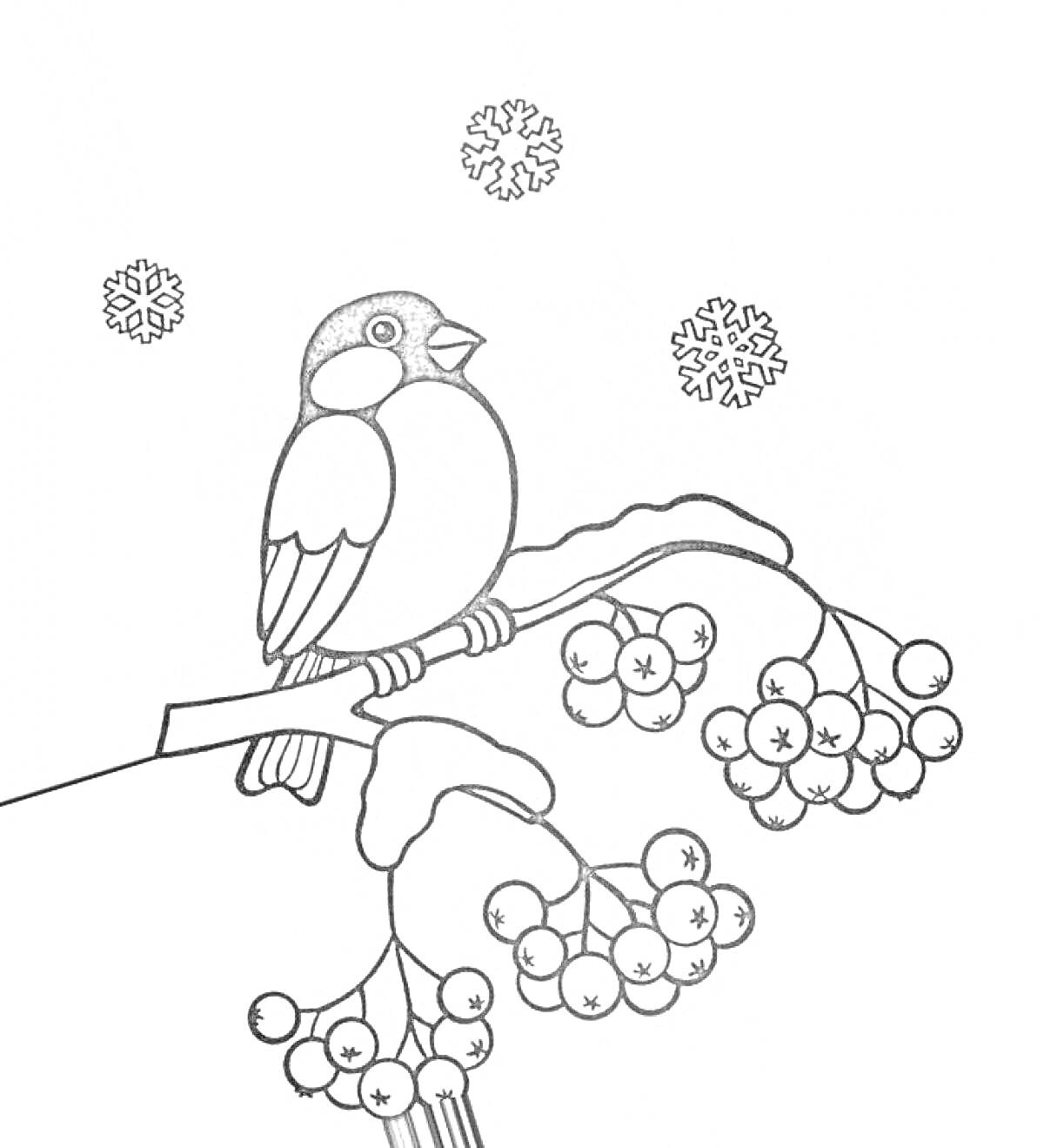 На раскраске изображено: Снегирь, Ветка рябины, Снег, Ягоды, Природа, Зима, Снегопад, Птица
