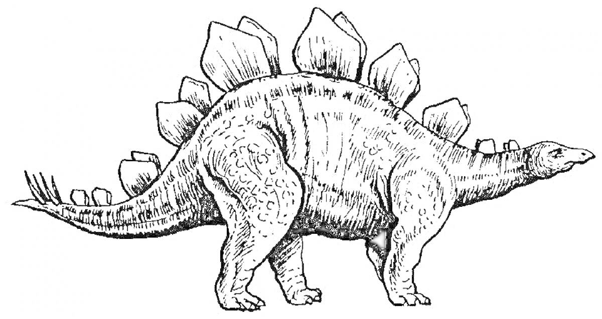 Раскраска Динозавр стегозавр с пластинами на спине и длинным хвостом