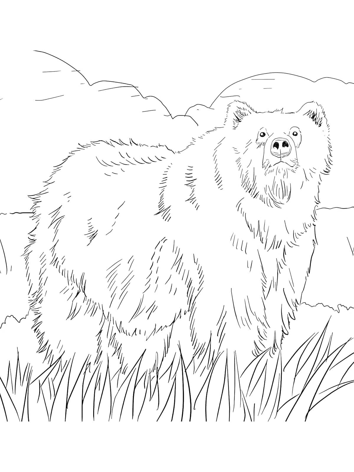 На раскраске изображено: Медведь, Трава, Облака, Горы, Дикая природа