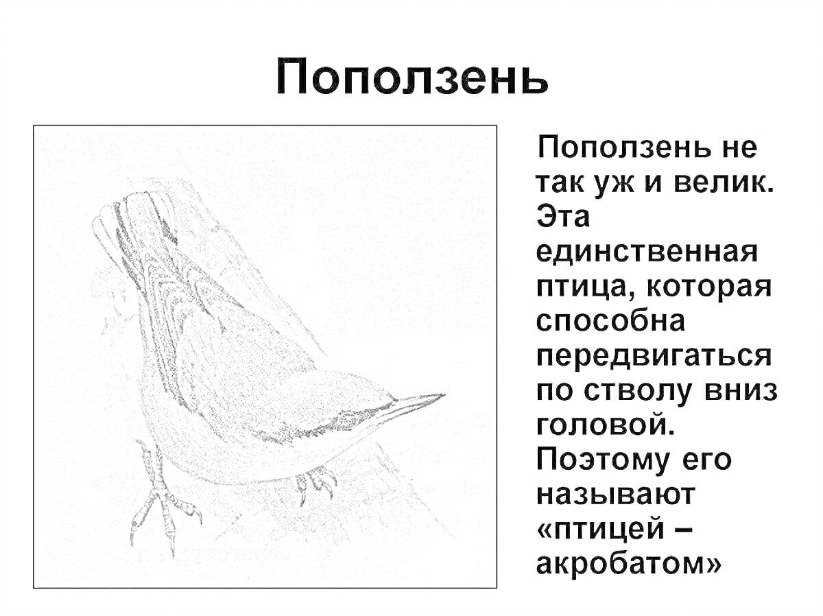 На раскраске изображено: Поползень, Птица, Ветка, Акробат, Текст, Природа