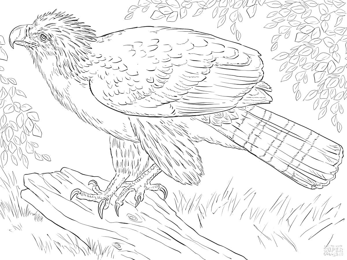 Раскраска Орёл на ветке среди листьев