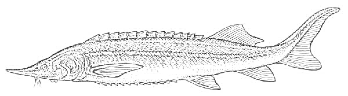 Осетр, вид сбоку с детализированными чешуей и плавниками