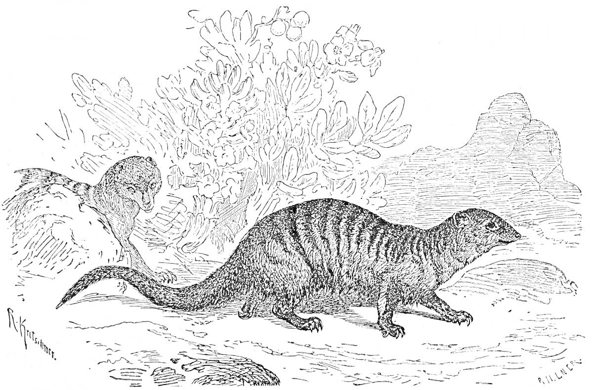 Раскраска Два мангуста в естественной среде обитания среди кустарников и камней