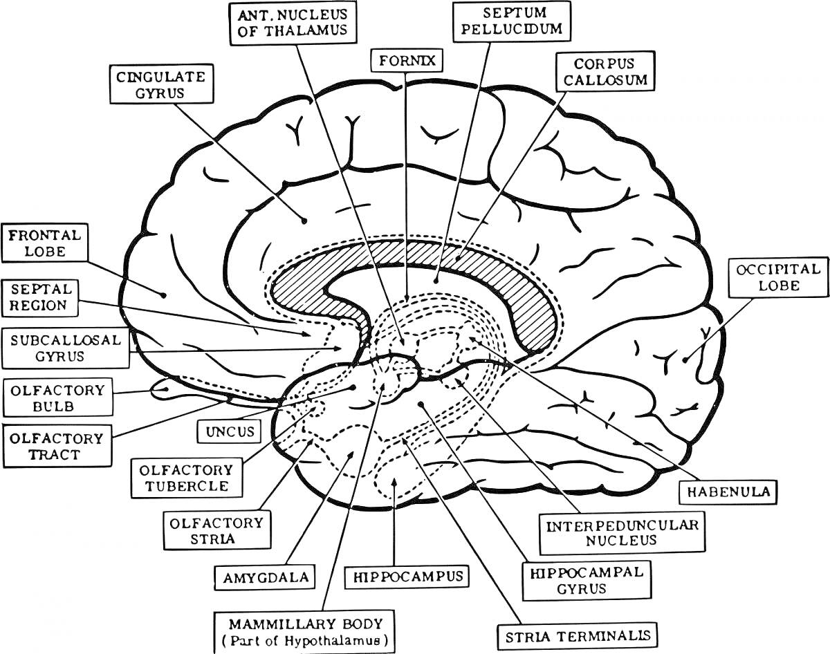 На раскраске изображено: Мозг, Анатомия, Головной мозг