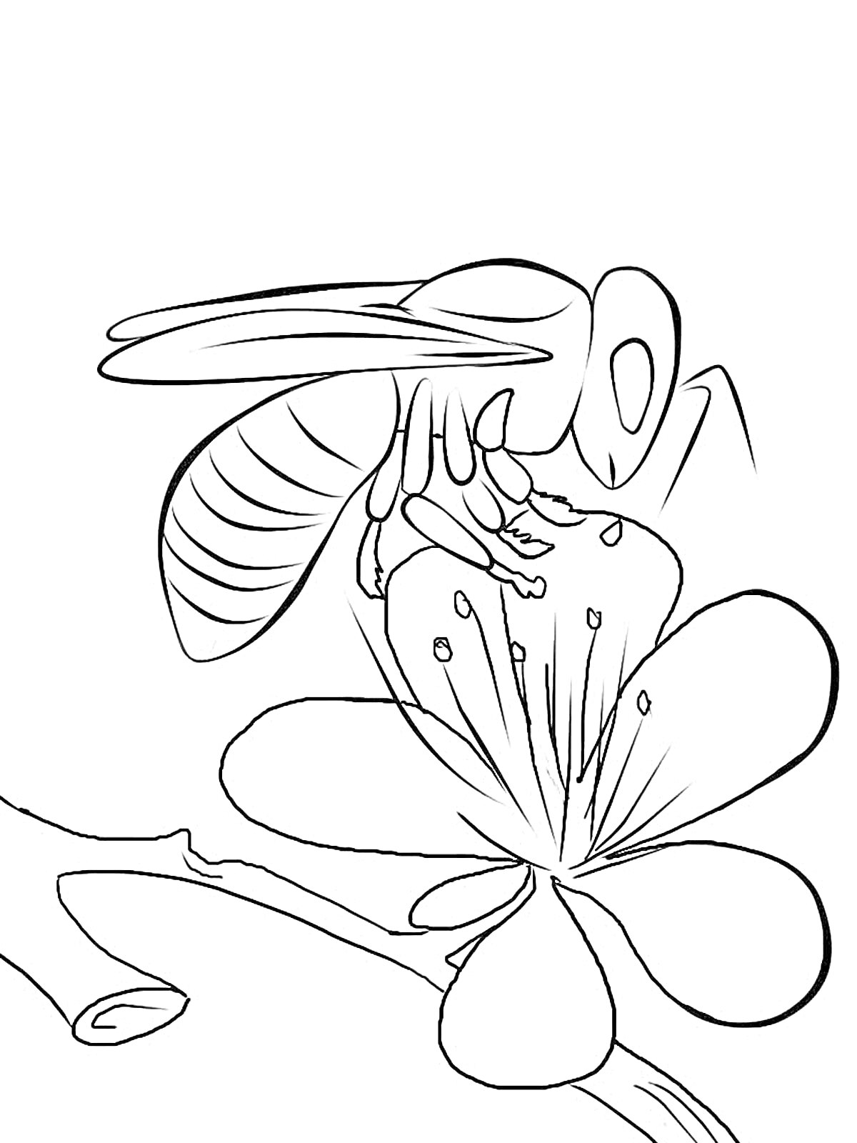 Раскраска Пчела на цветке крупным планом