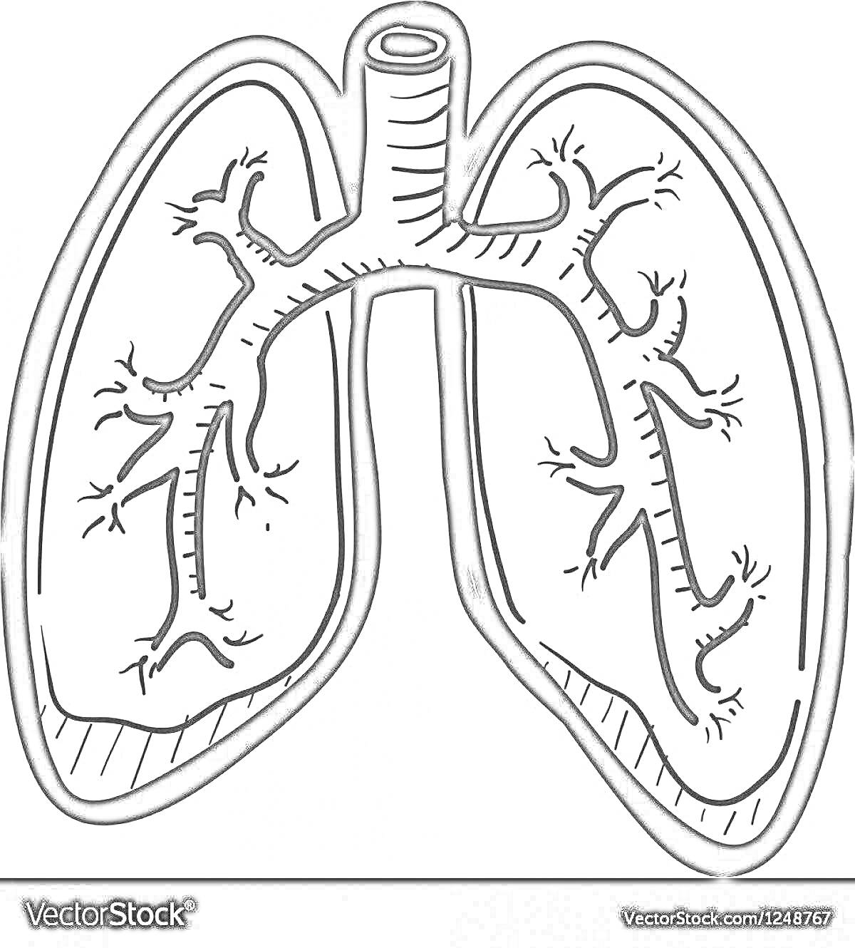 Раскраска Легкие человека с бронхами и трахеей